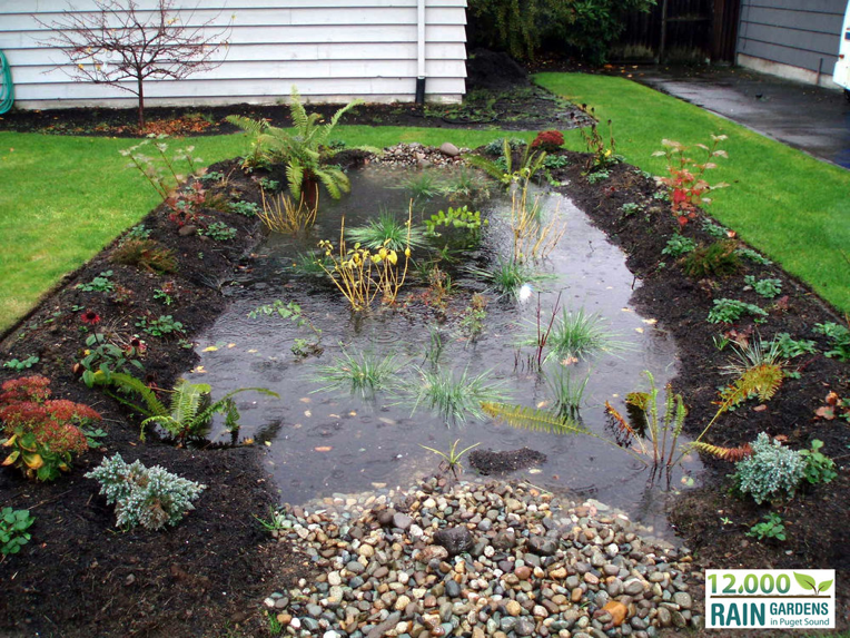 Rain Garden