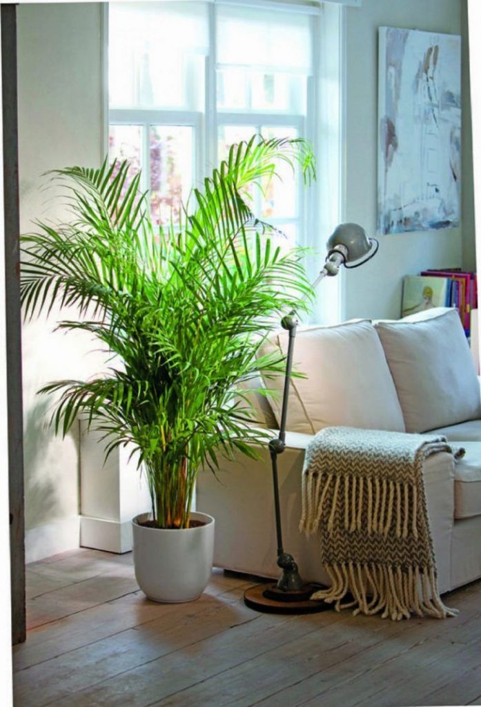 Areca Palms