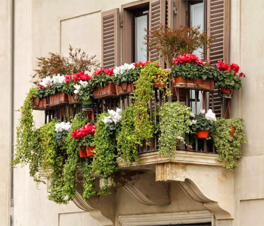 Plants for your Balconies